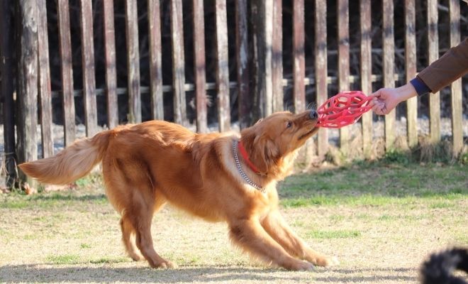 レトリバー引っ張りっこ